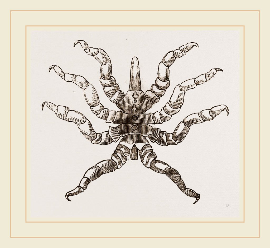 Detail of Pychnogonum littorale by Anonymous