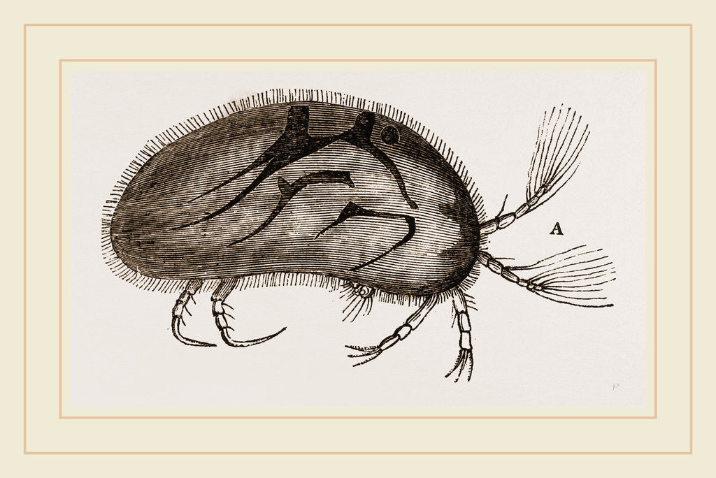 Detail of Cypris oruata by Anonymous