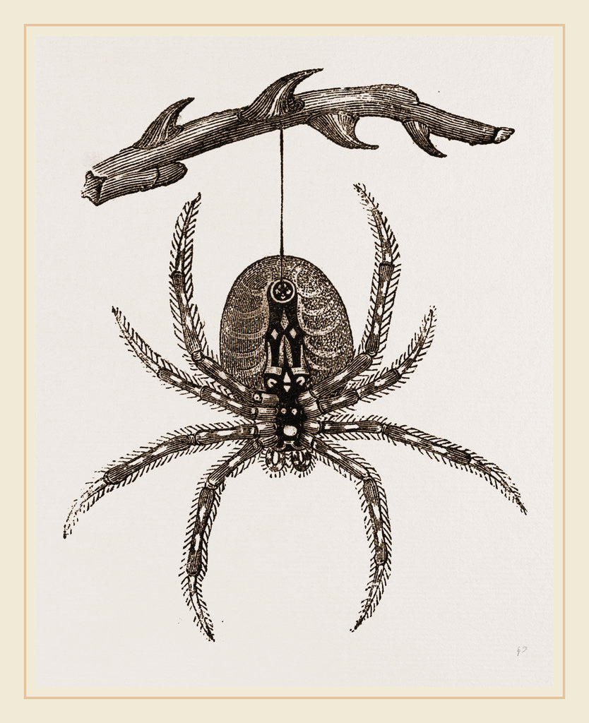 Detail of Garden Spider by Anonymous