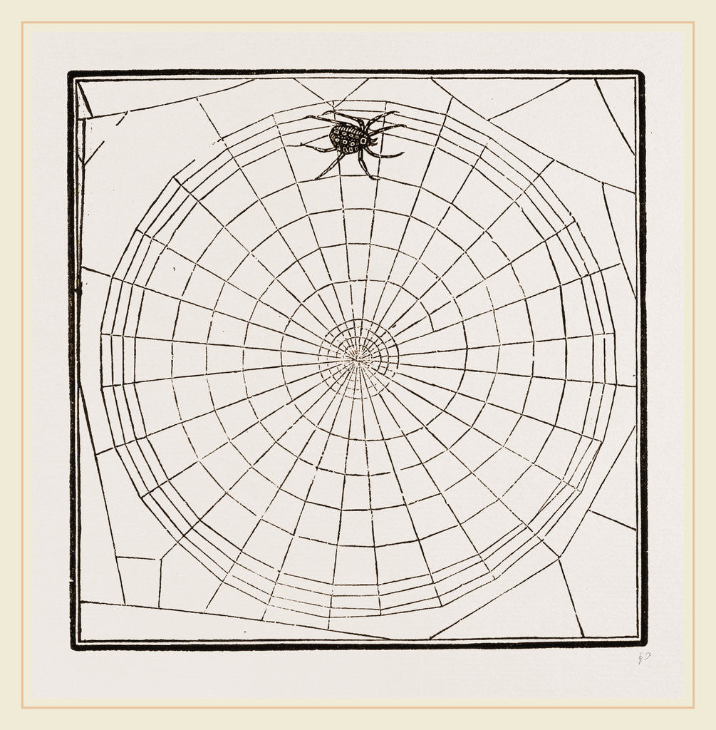 Detail of Geometric Web by Anonymous