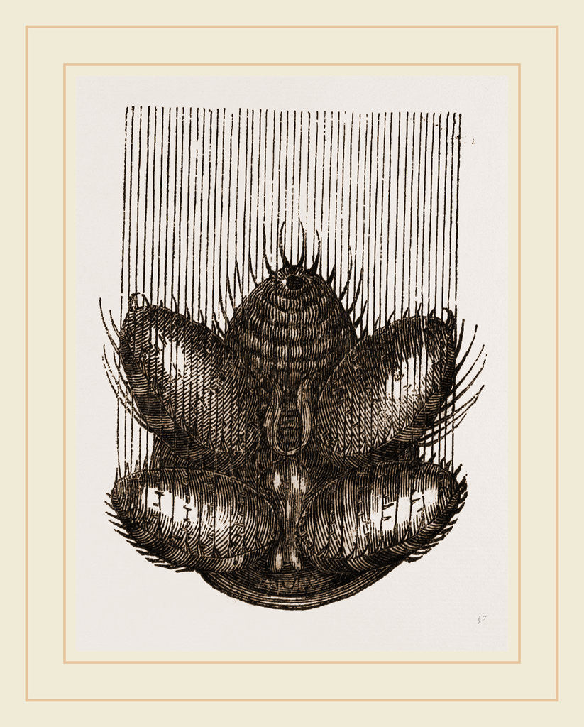 Detail of Spinnerets and Thread of Spider by Anonymous