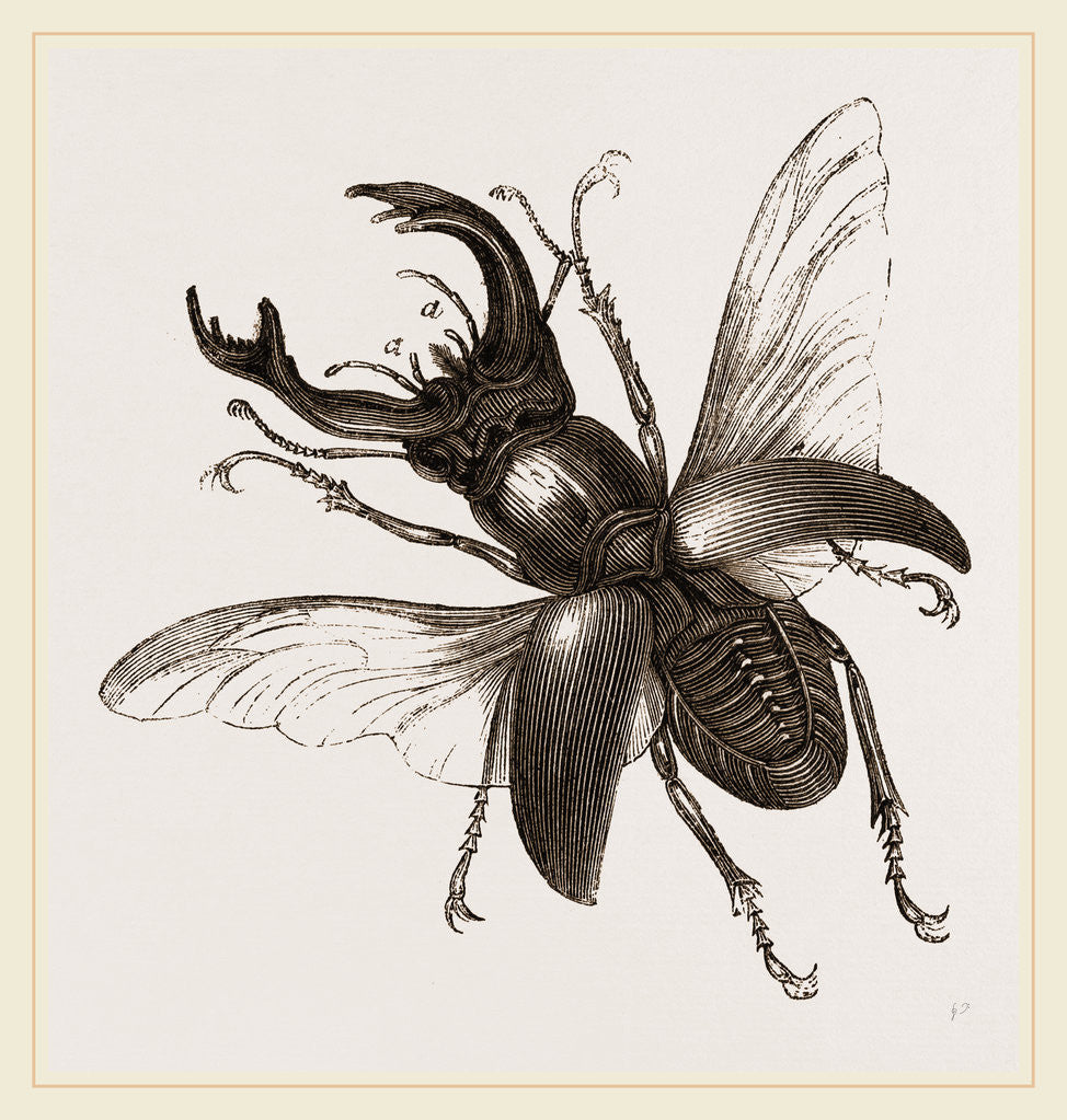 Detail of Stag Beetle, beetle in the family Lucanidae by Anonymous