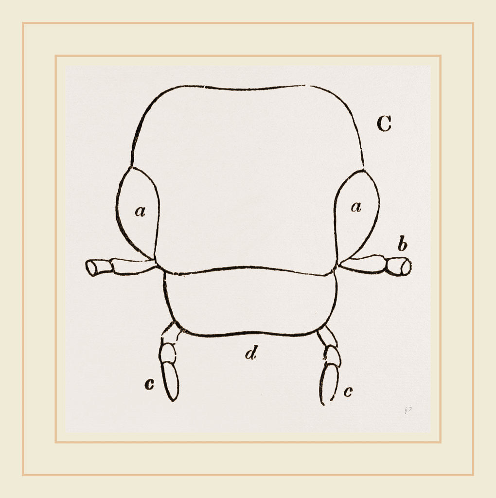 Detail of Parts of Head Beetle by Anonymous