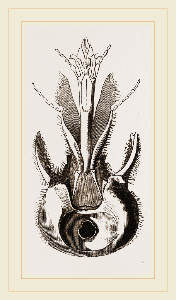 Detail of Head of Pee by Anonymous