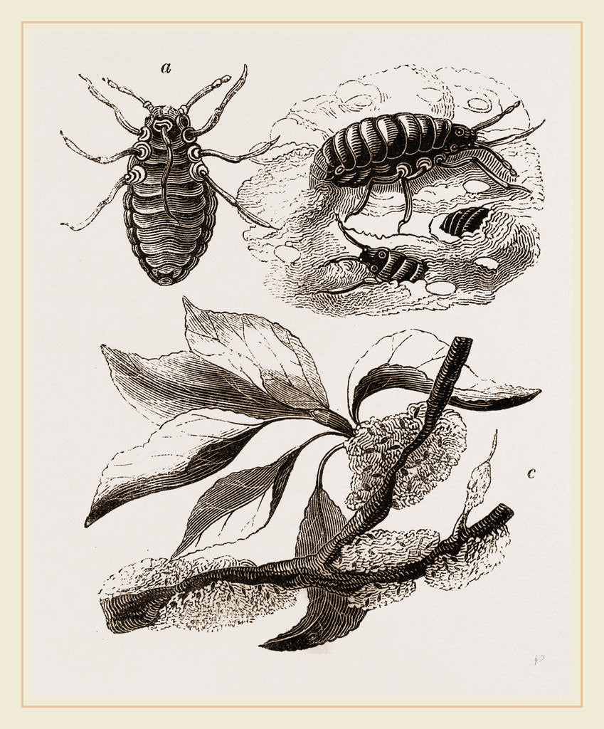 Detail of Apple-Aphis by Anonymous