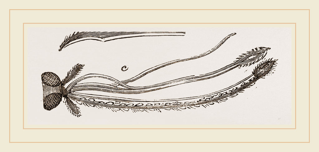 Detail of Sucker of Gnat by Anonymous