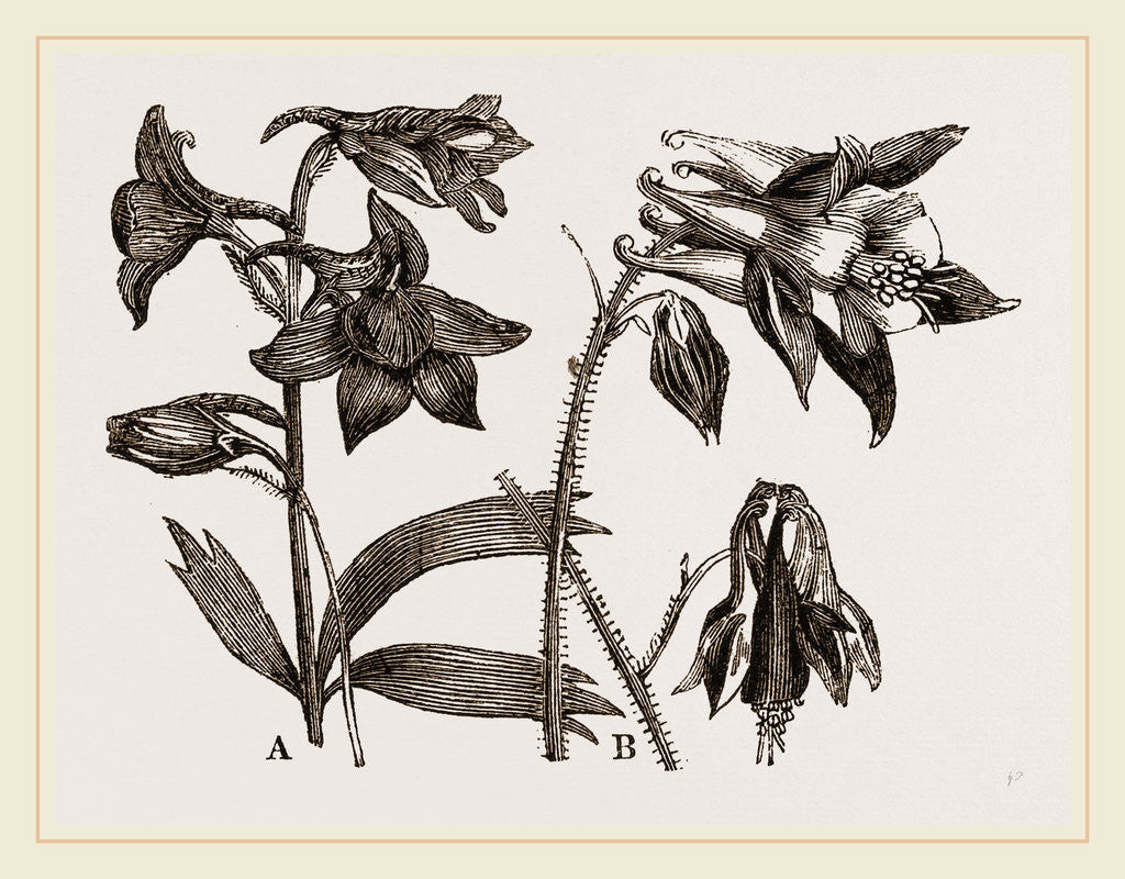 Detail of Larkspur and Columbine by Anonymous