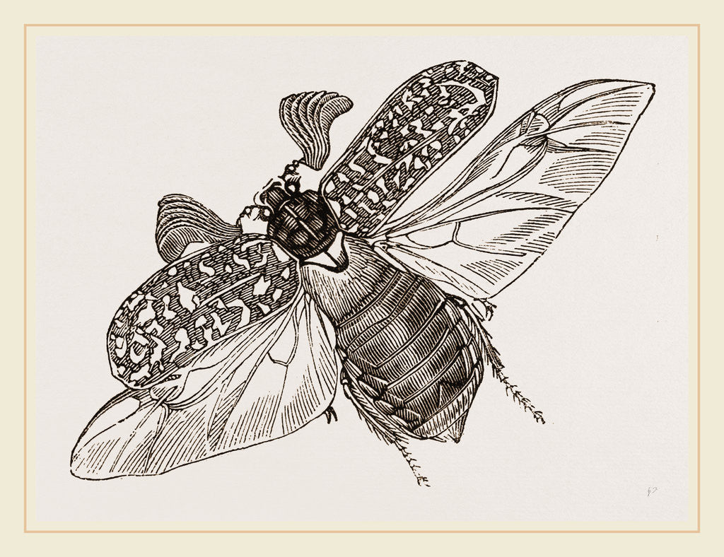 Detail of Beetle flying by Anonymous