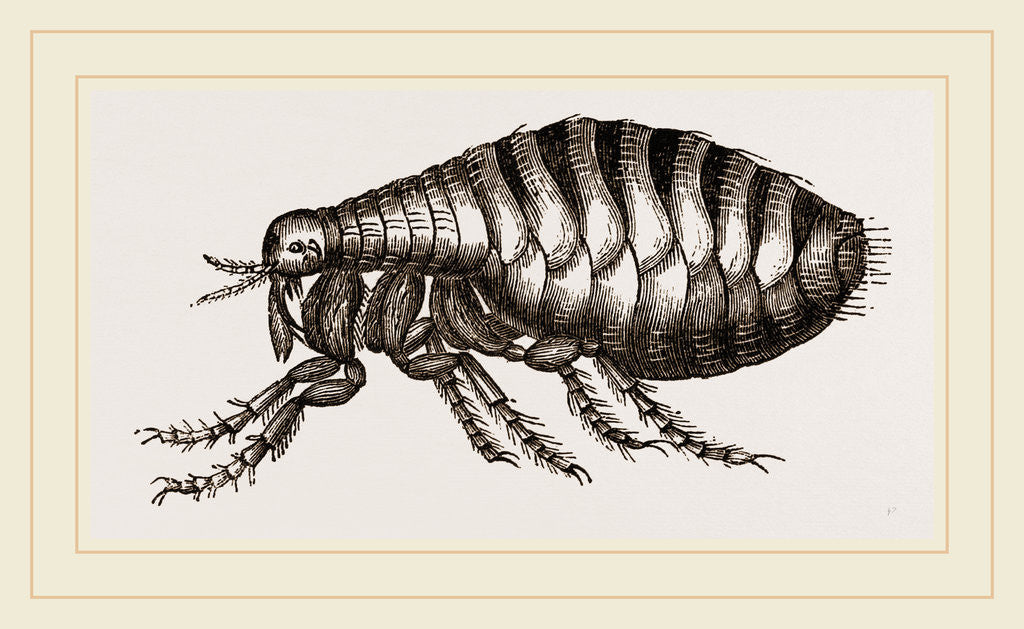 Detail of Flea by Anonymous