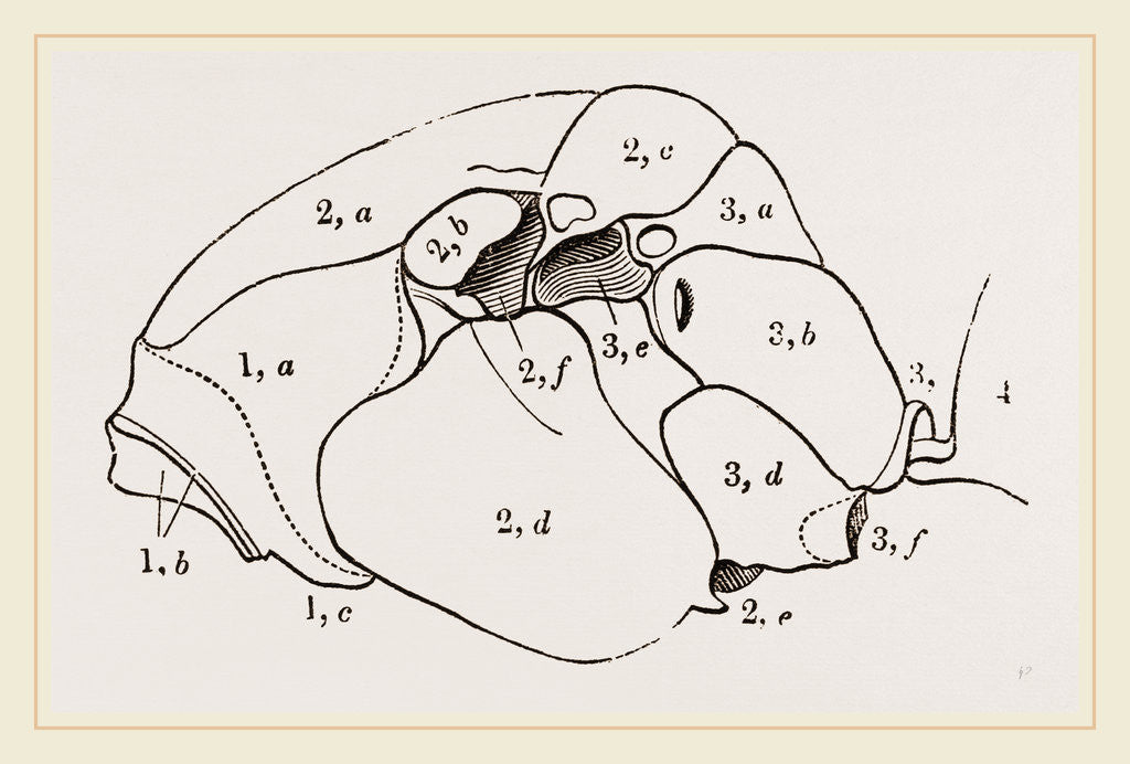 Detail of Thorax of Hornet by Anonymous