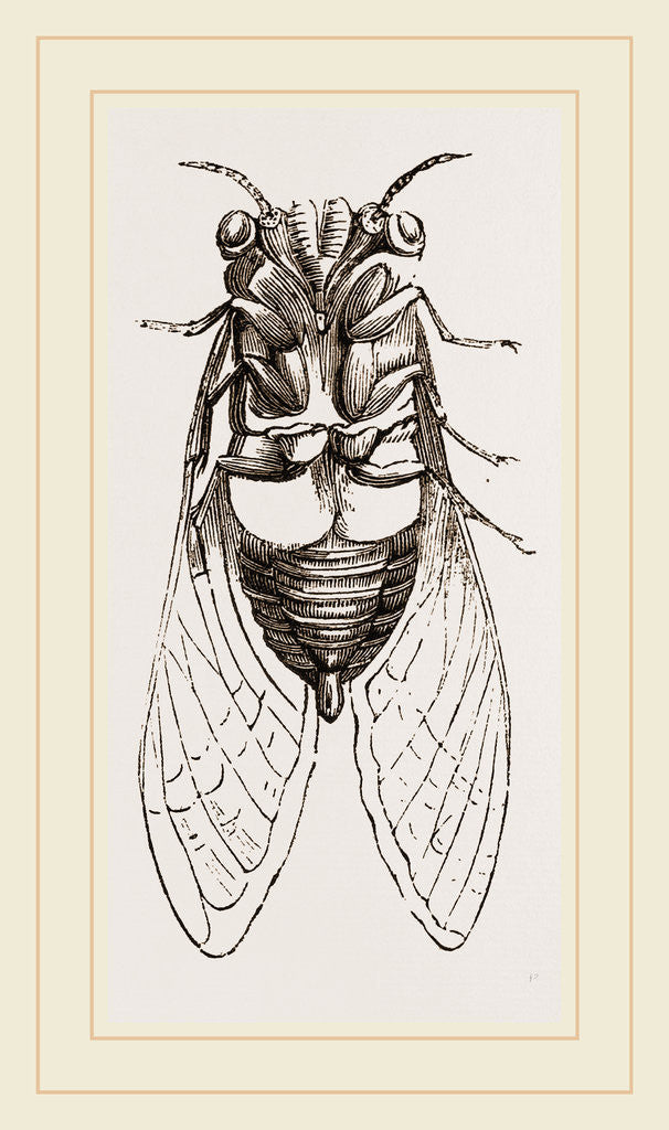 Detail of Under Side of Tree-hopper by Anonymous