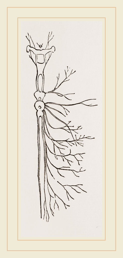 Detail of Nervous System in Chaffer-Beetle and Larva by Anonymous
