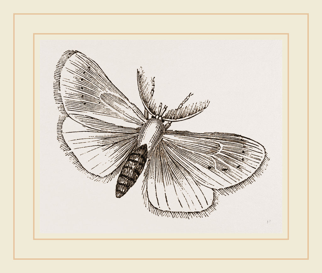 Detail of Moth by Anonymous