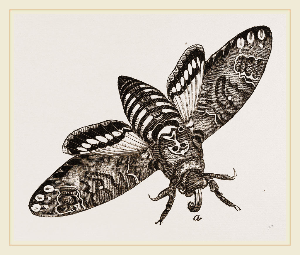 Detail of Death's-Head Hawk-Moth by Anonymous