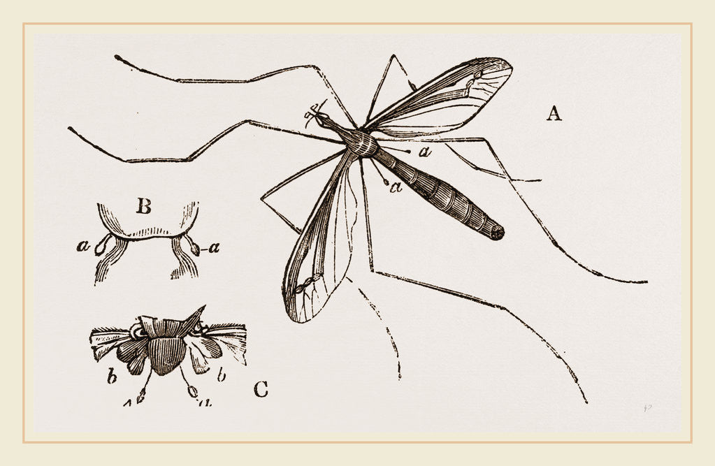 Detail of Father Long-legs by Anonymous