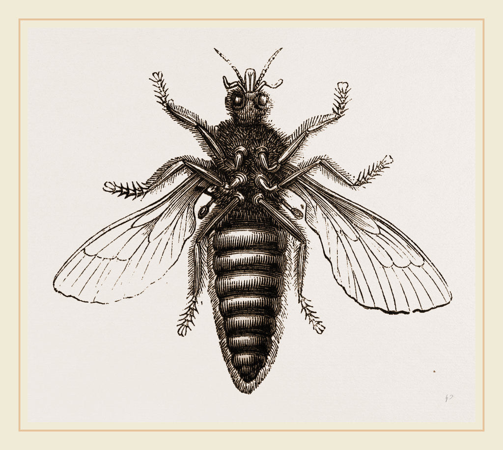 Detail of Under Surface of Two-winged Insect by Anonymous