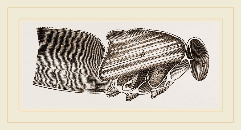 Detail of Muscles of Flight by Anonymous