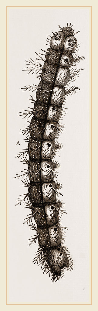 Detail of Caterpillar and Viscera of Tortoiseshell Butterfly by Anonymous
