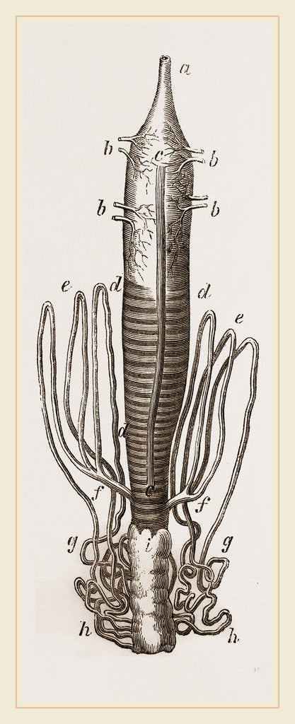 Detail of Caterpillar and Viscera of Tortoiseshell Butterfly by Anonymous