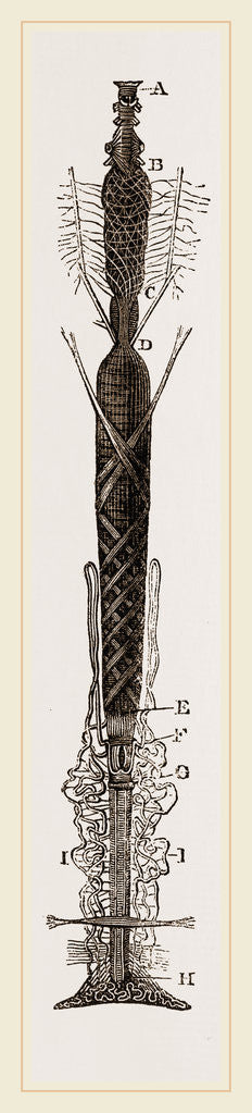 Detail of Viscera of Goat-Moth by Anonymous