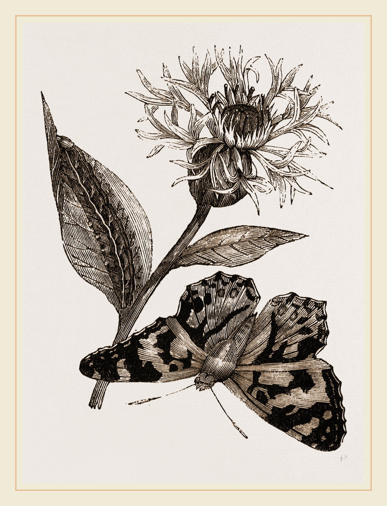 Detail of Painted Lady and Alpine Bluebottle by Anonymous