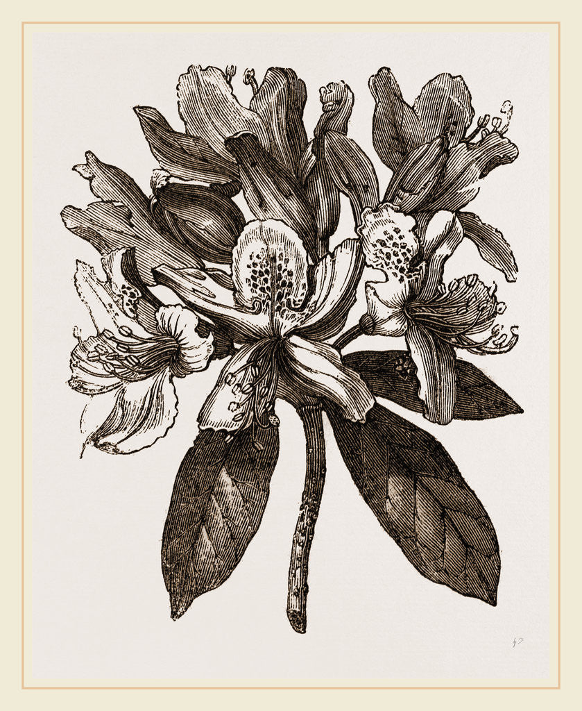 Detail of Laurel by Anonymous