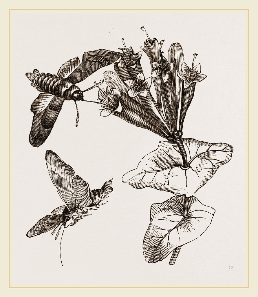 Detail of Humming-bird Moth and Honeysuckle by Anonymous