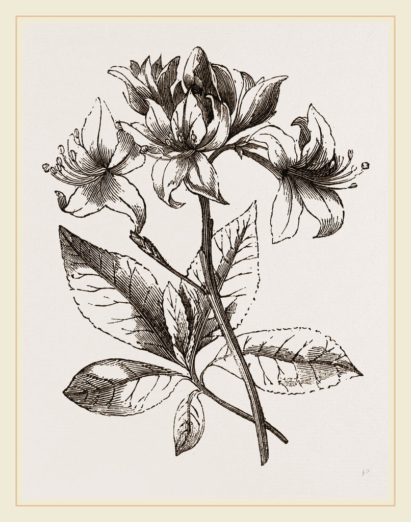 Detail of Yellow Azalea by Anonymous