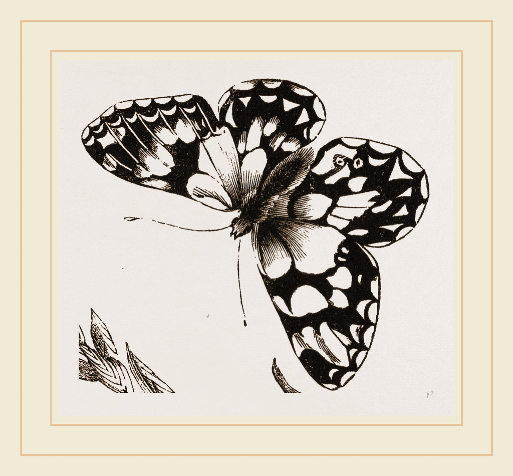 Detail of Marbled Butterfly by Anonymous