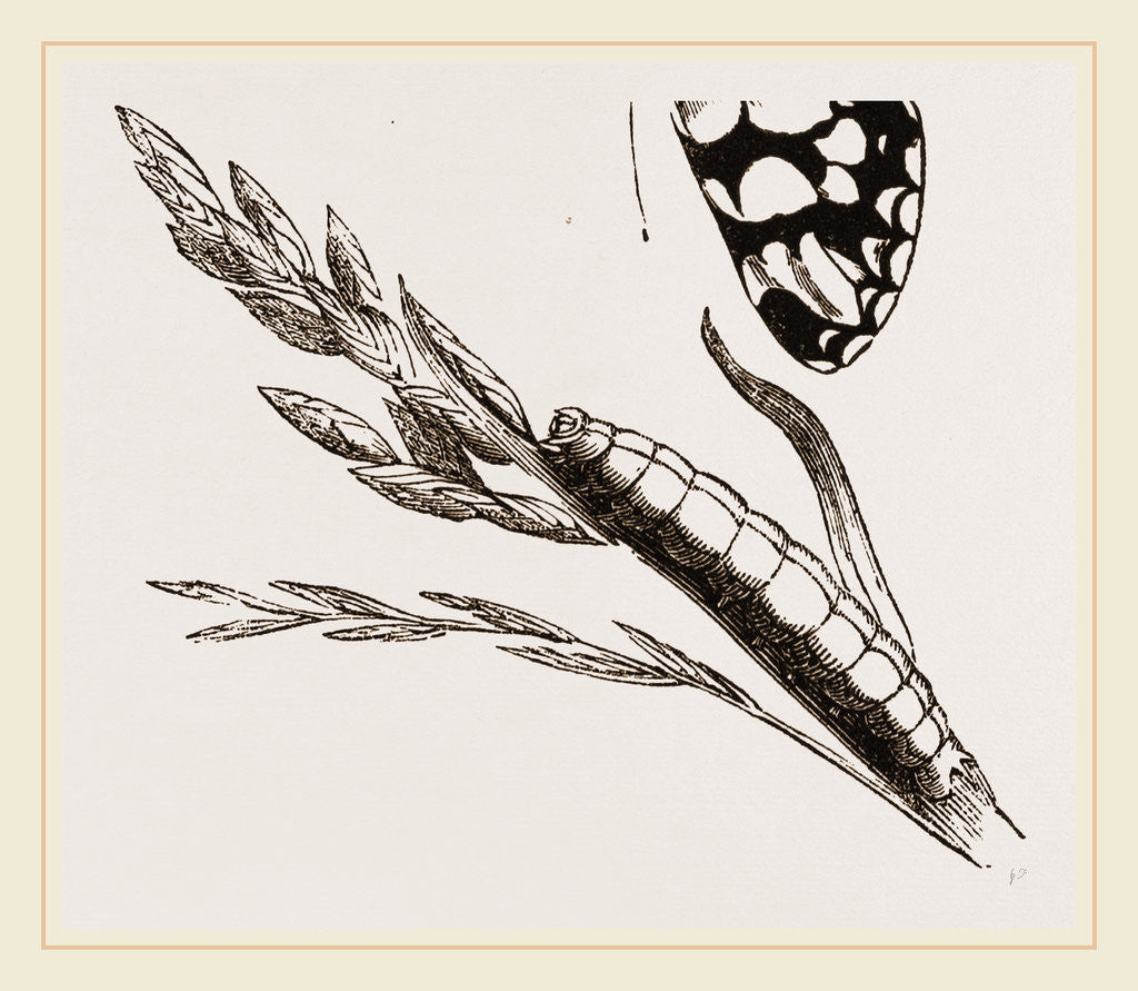 Detail of Marbled Butterfly by Anonymous