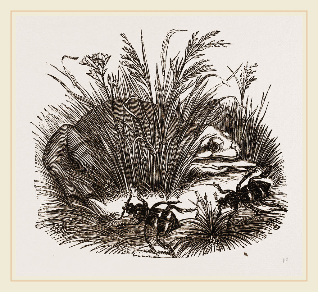 Detail of Neerophorus Sepultor and Frog by Anonymous