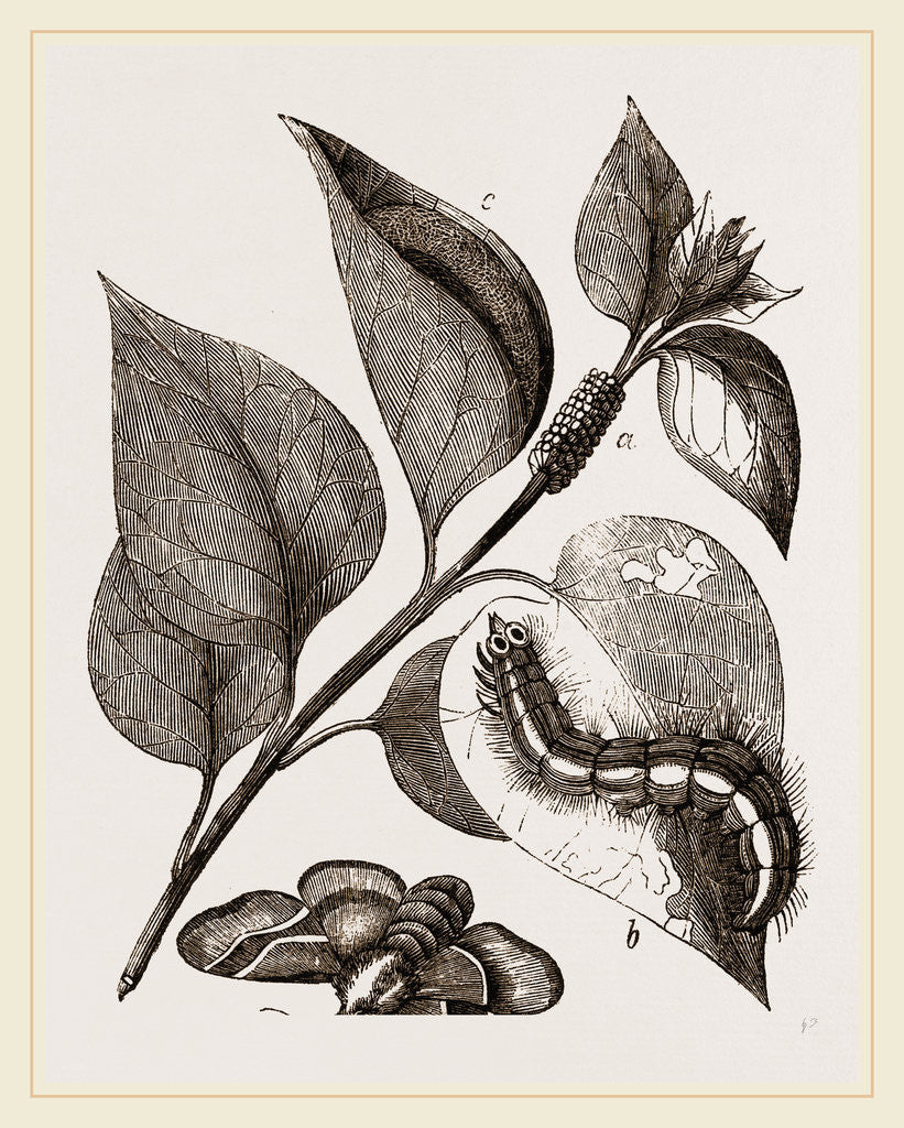 Detail of Lackey-Moth by Anonymous