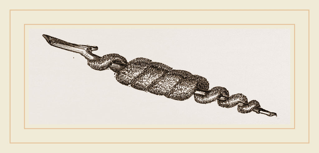 Detail of Eggs of unknown Moth by Anonymous