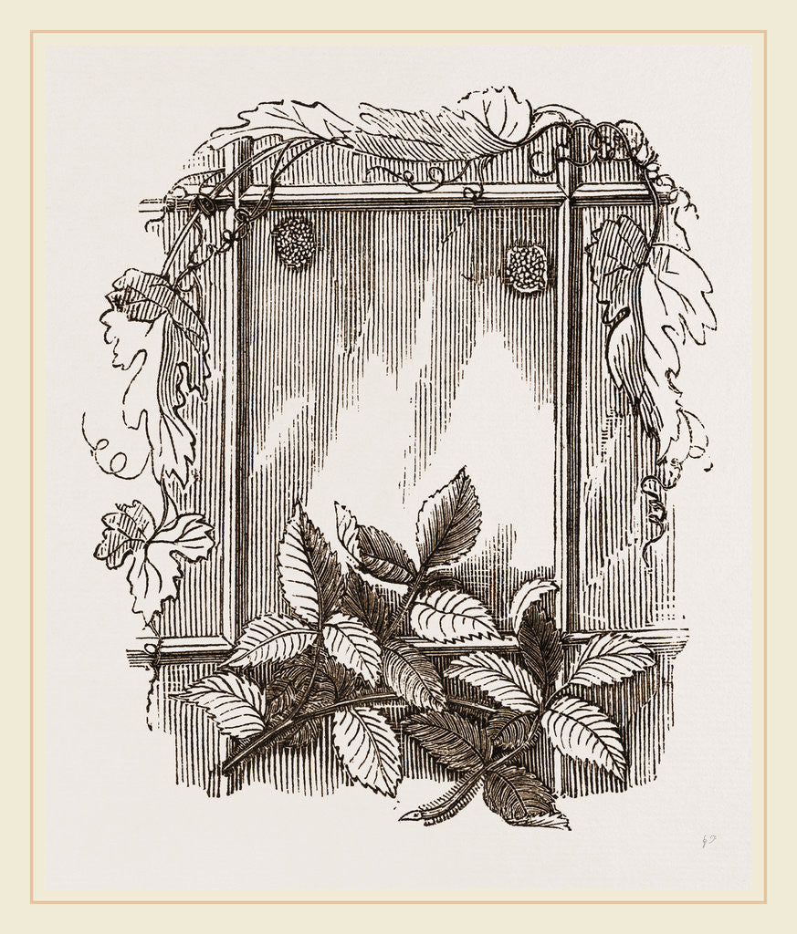 Detail of Two Groups of Eggs Rose-leaf Roller by Anonymous