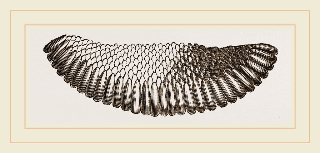 Detail of Raft of Gnats' Eggs by Anonymous