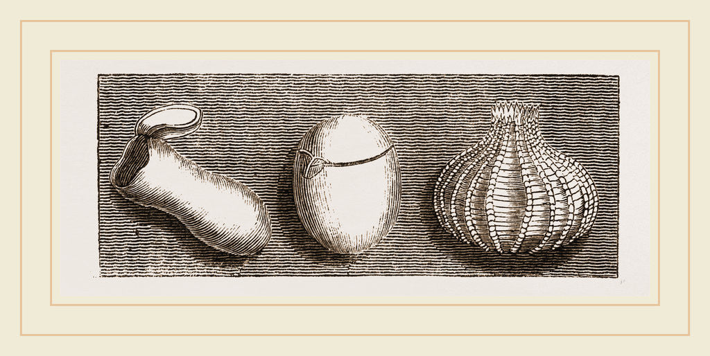 Detail of Valvular Eggs by Anonymous