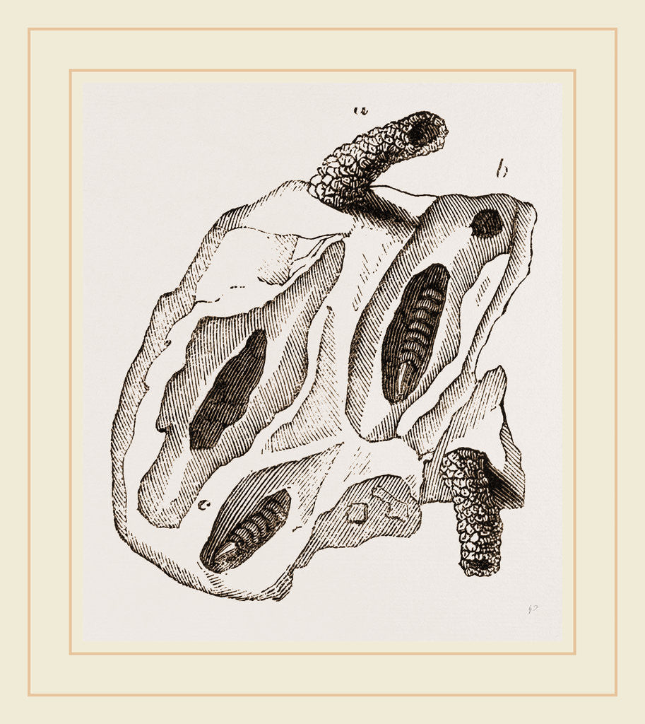 Detail of Nests of Mason Wasps by Anonymous