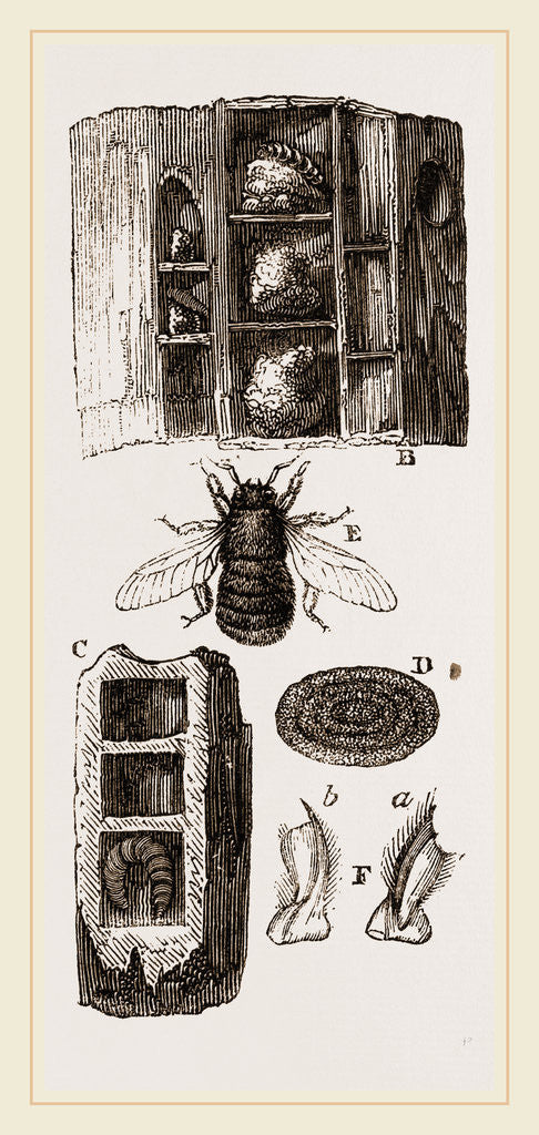 Detail of Cells of Carpenter-Bee in Wood by Anonymous