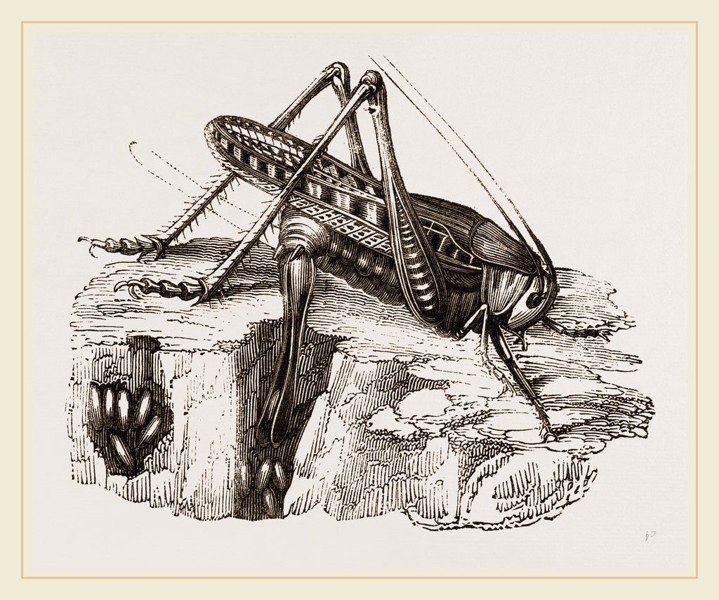 Detail of Spotted Grasshopper and Eggs by Anonymous