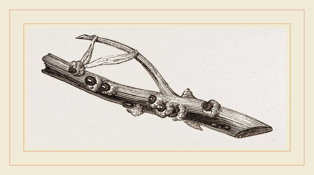 Detail of Eggs of Cochineal by Anonymous