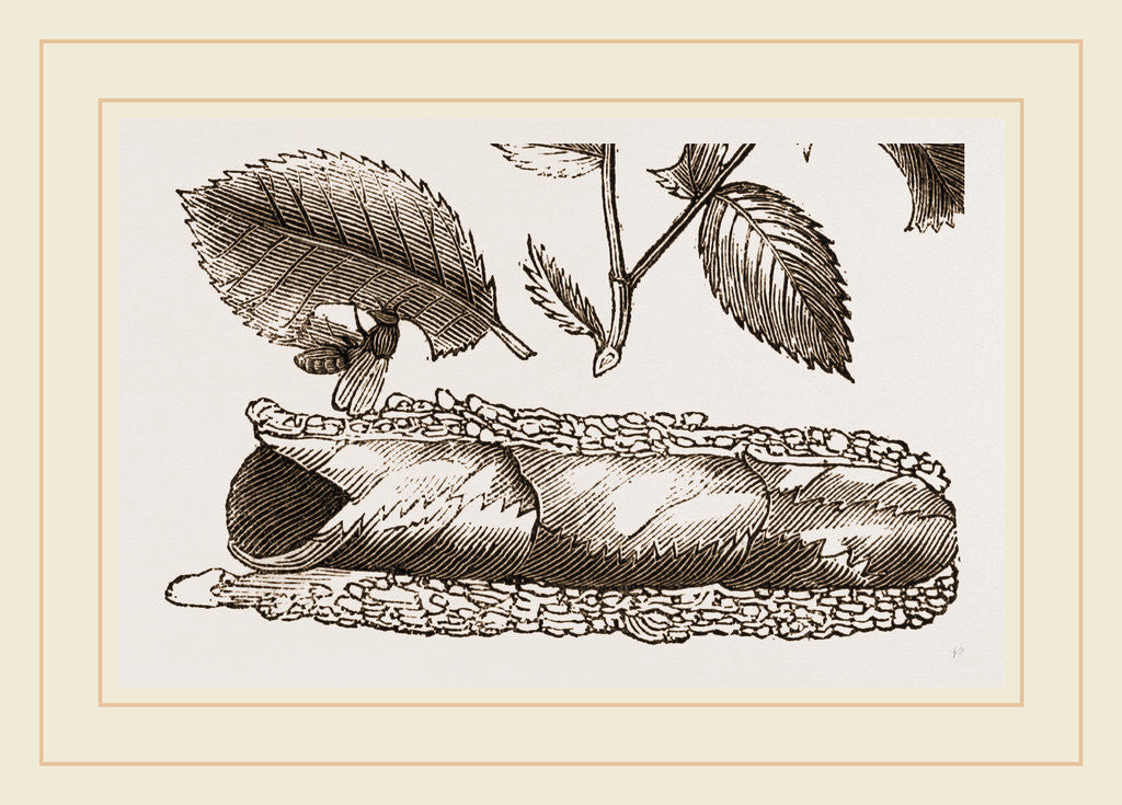 Detail of Rose-cutter Bee Leaves and Nest by Anonymous