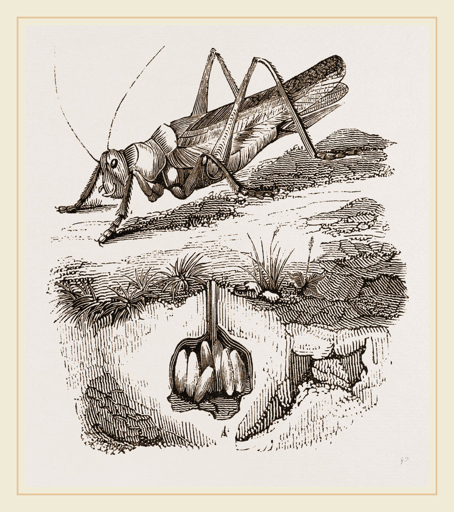 Detail of Greenfield-Cricket by Anonymous