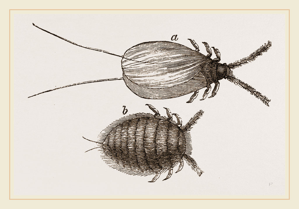 Detail of Cochineal Insects by Anonymous