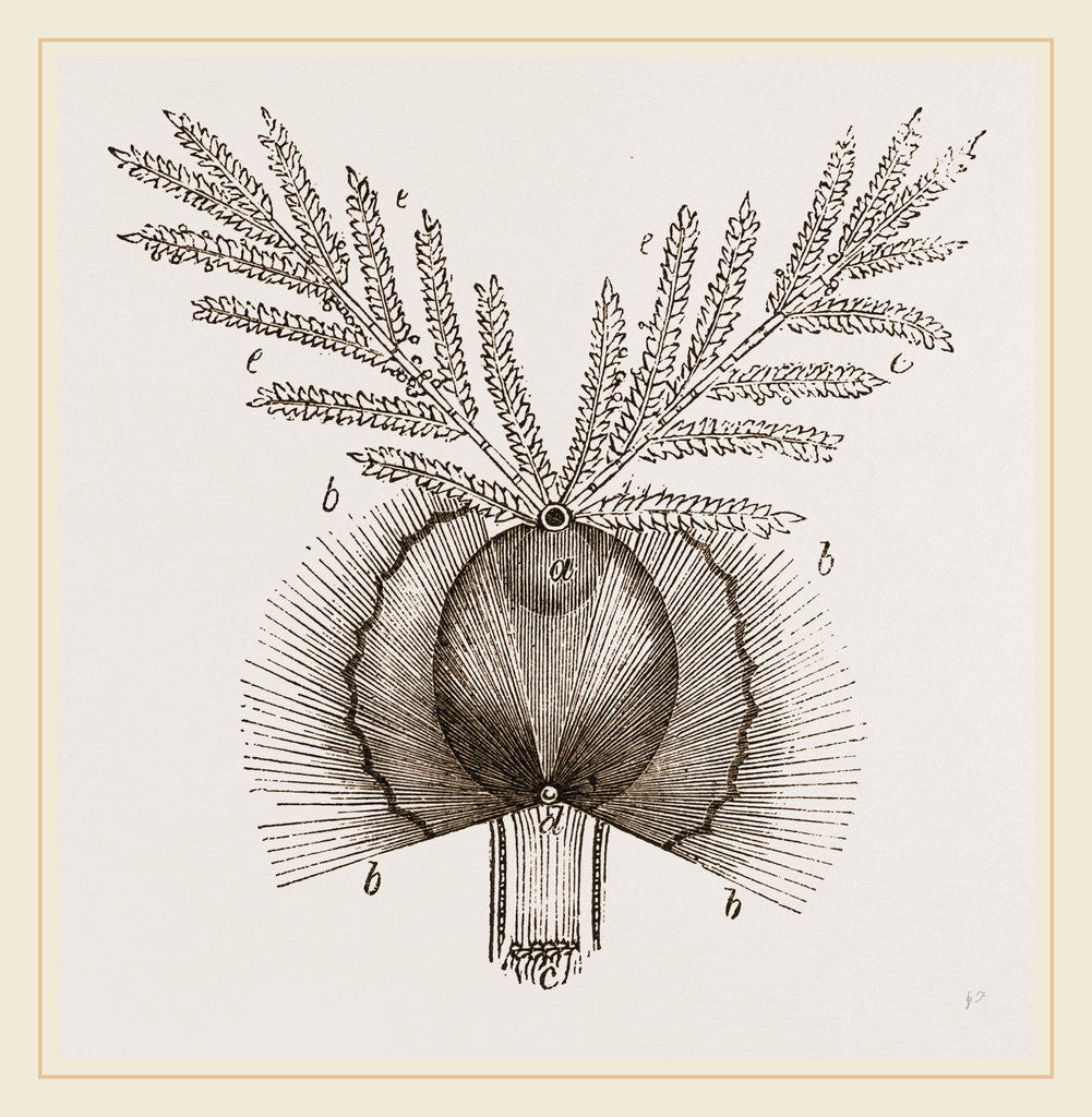 Detail of Germination of a Grain Wheat by Anonymous