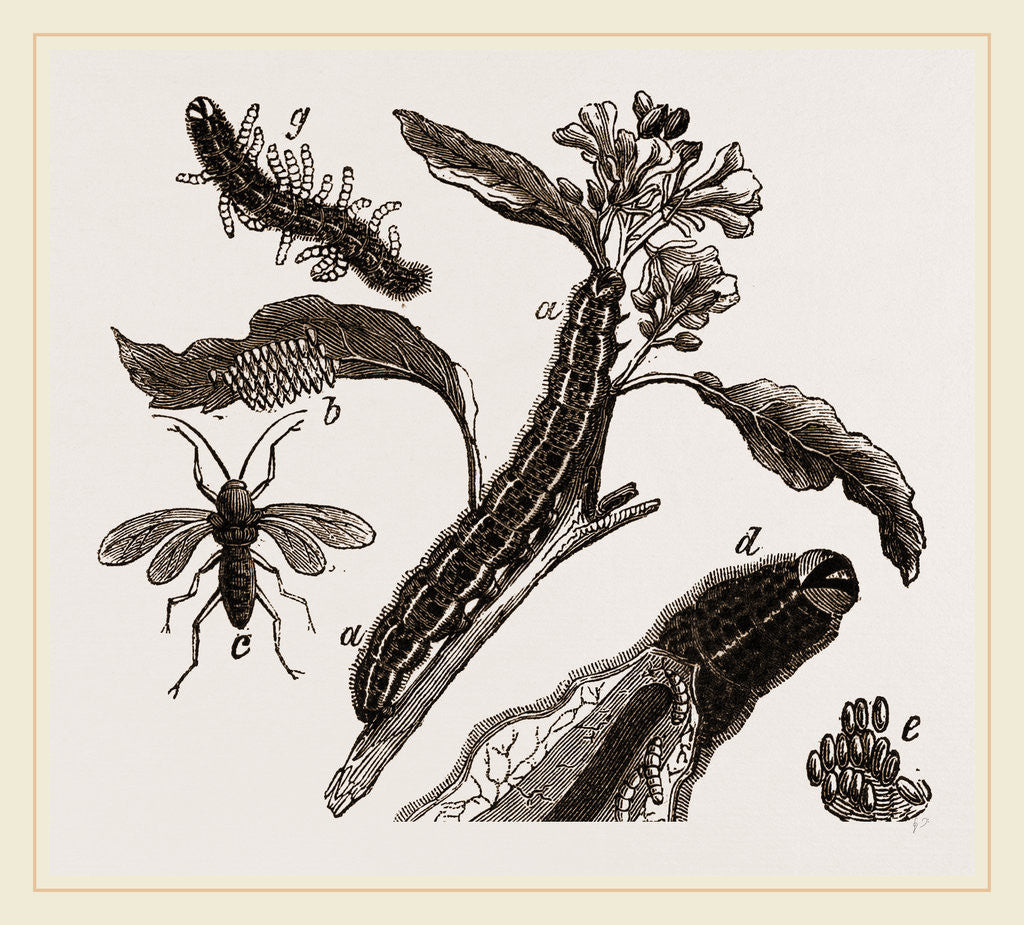 Detail of Ichneumons and Caterpillars by Anonymous