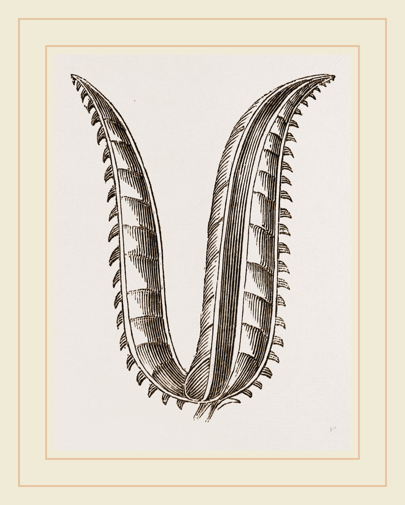 Detail of Ovipositor of Saw-Fly by Anonymous