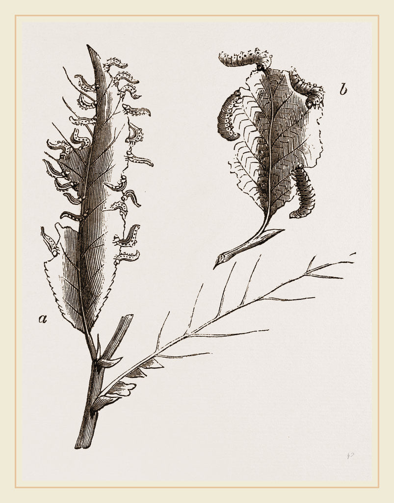 Detail of Caterpillars on the Ozier and Alder by Anonymous
