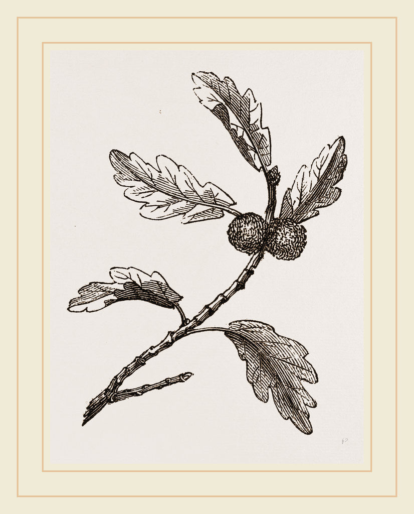 Detail of Galls of Oak by Anonymous