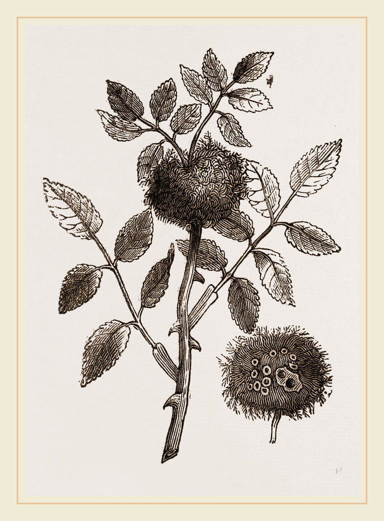 Detail of Bedeguar-gall of wild Rose by Anonymous