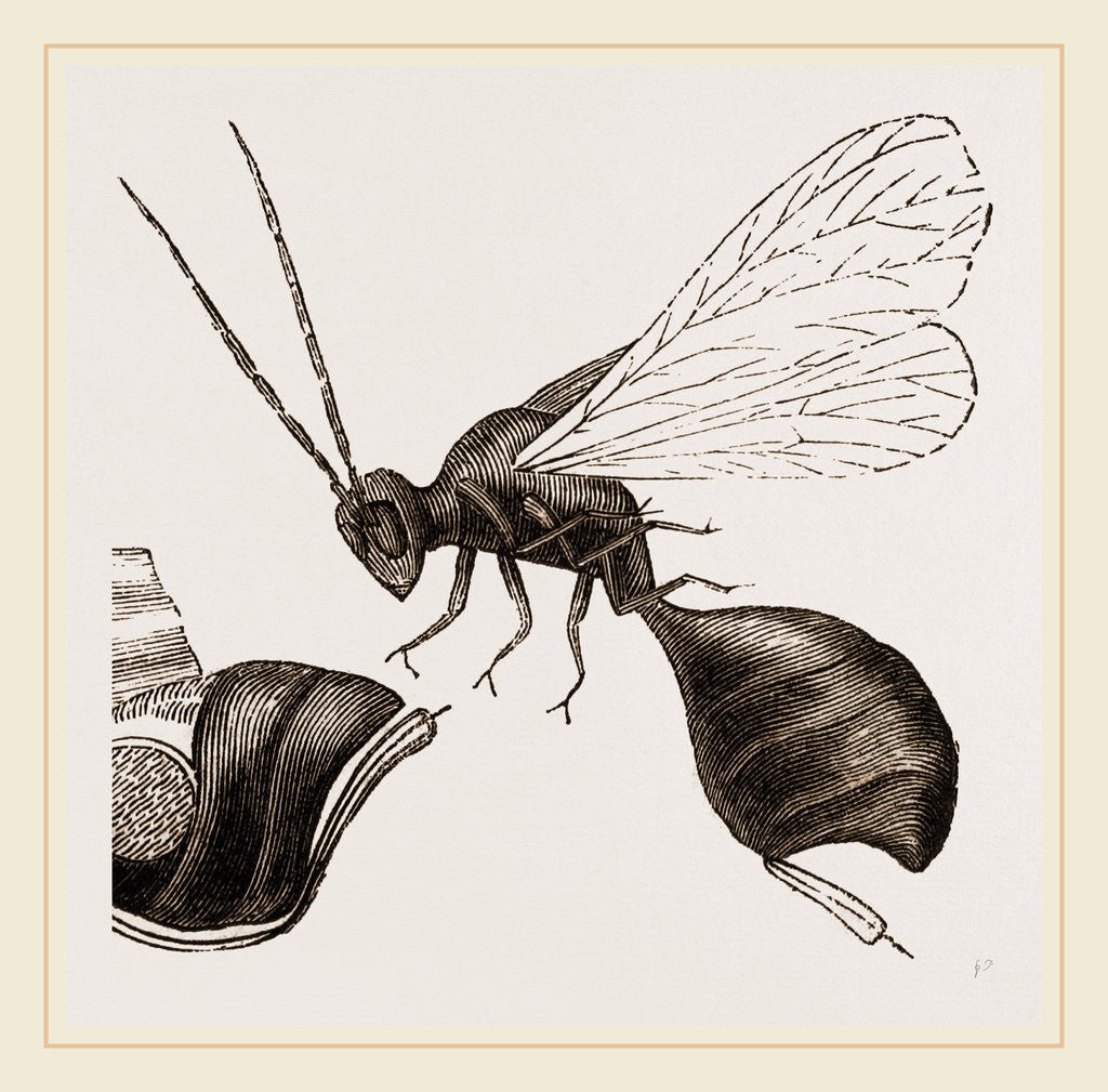 Detail of Gall-Fly by Anonymous